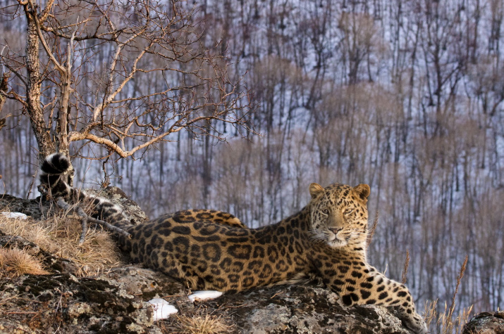 Дальневосточный леопард 