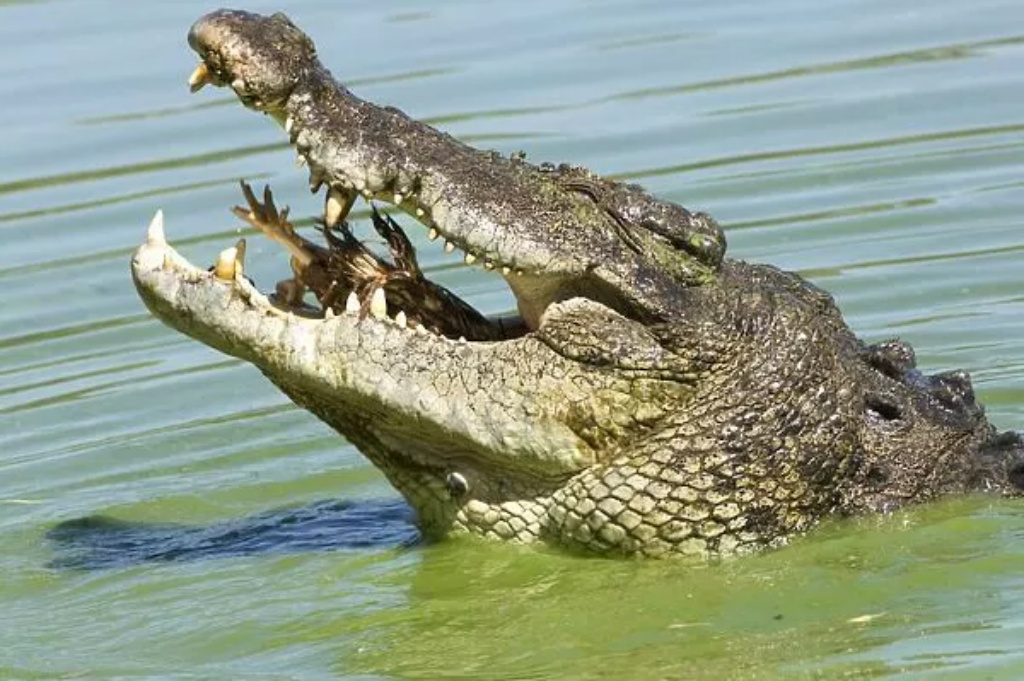 Гребнистый крокодил (Crocodylus porosus)