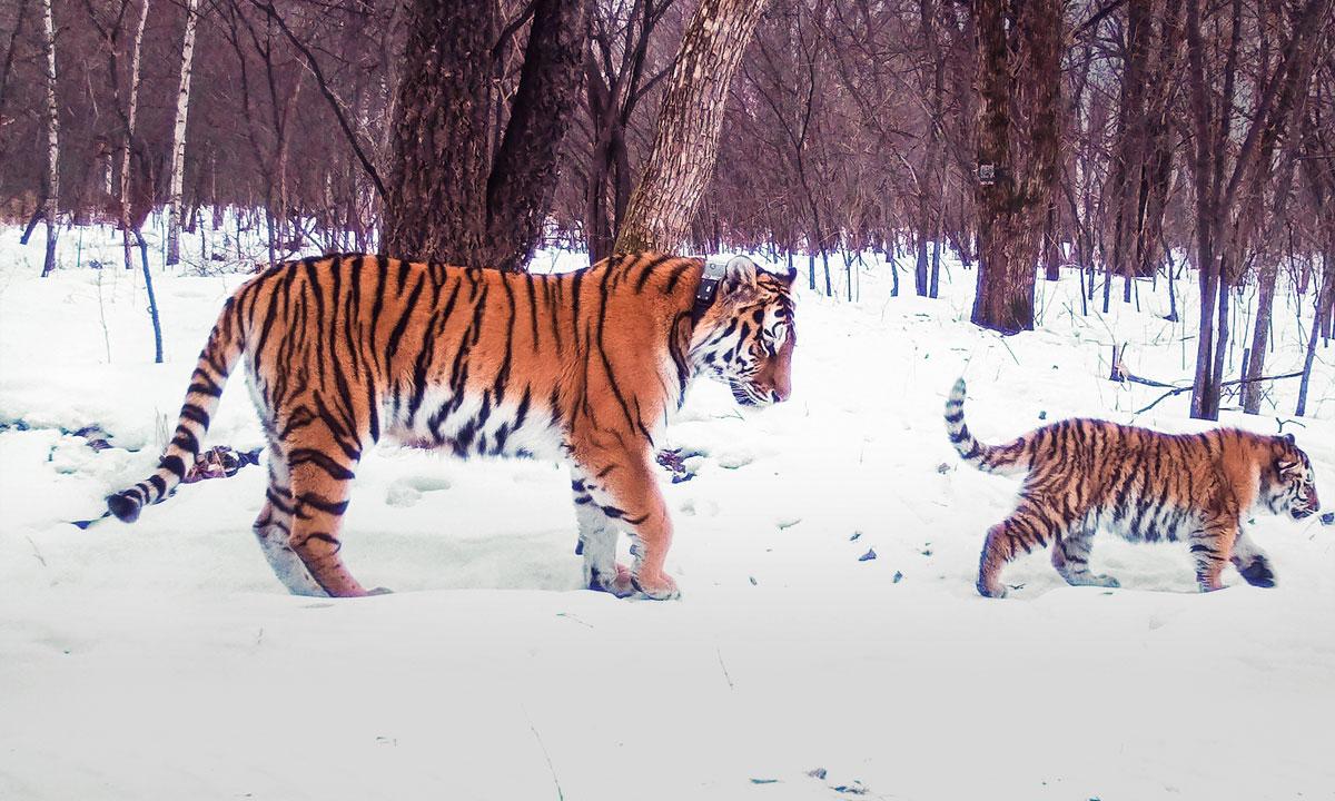 Самка с тигренком в Амурской области