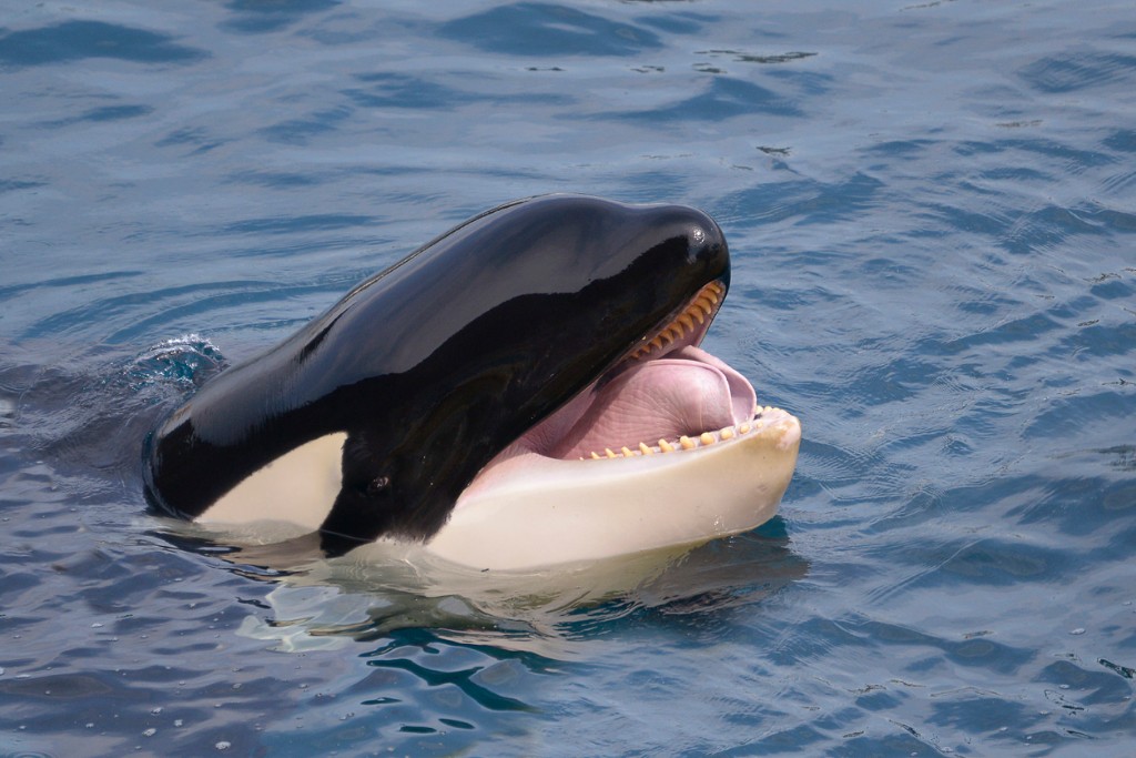 Косатка (лат. Orcinus orca)