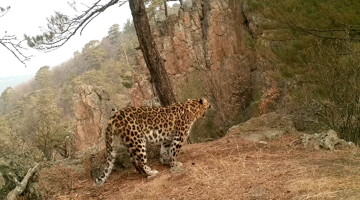 Амурский леопард 