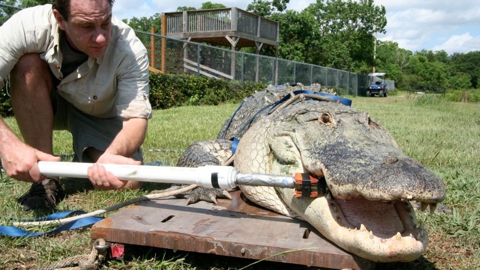 Палеобиолог Грегори М. Эриксон измеряет силу укуса аллигатора